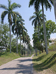Nuevas especies de palmera en Jardín Botánico de Cienfuegos