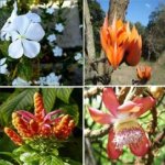 Incrementa colecciones de plantas Jardín Botánico de Cienfuegos