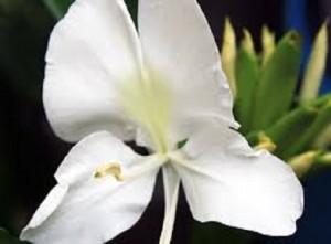 La Mariposa. Flor Nacional