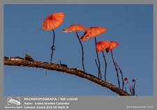 Naturaleza digital en el lente de Aslam